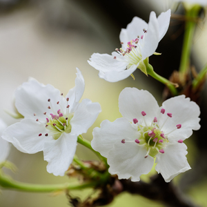 国产女无套✅免费网站校园欺凌
